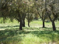 alentejo