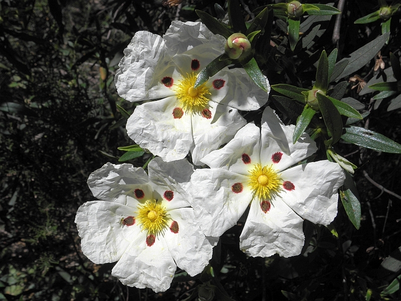 As flores estão desabrochando. The flowers are blooming. #Spring in # Portuguese #learnportuguese #portuguesevoca… in 2023