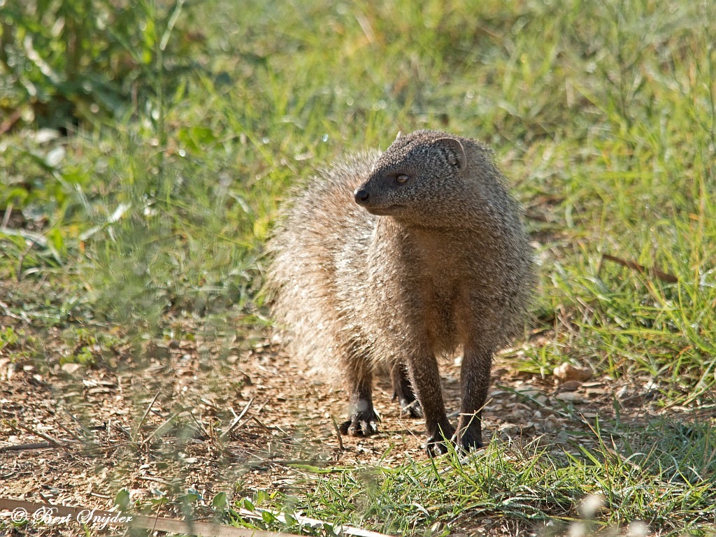 Mongoose