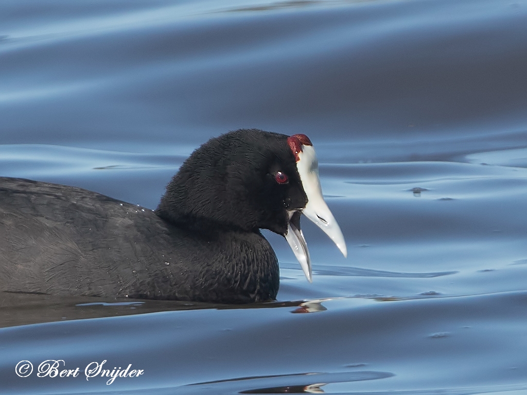 Red-knobbed Coot Lagoa de Santo André